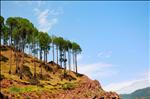 trees on a cliff